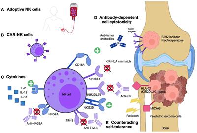 Enhancing Natural Killer Cell Targeting of Pediatric Sarcoma